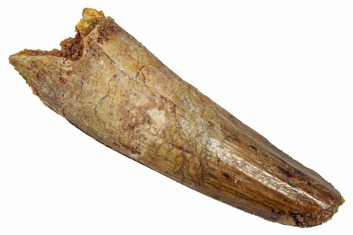 Fossil Spinosaurus Tooth - Real Dinosaur Tooth #345419